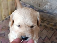 Baby Face Golden Retriever Yavrular