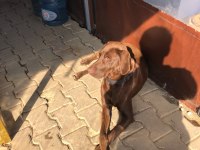 ücretsiz sahiplendirme labrador