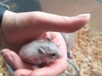 SEVİMLİ ufak hamster yavrular