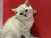 Lynx Point British Shorthair Yavrular