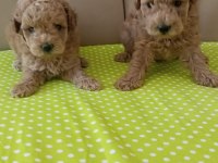 Toy poodle