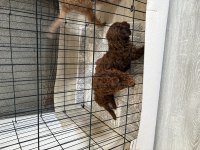 Toy poodle dişi ve erkek yavru kore kan kuyruksuz