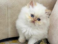 2 ay Erkek British Longhair Red Point