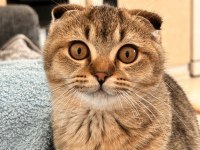 7 aylık scottish fold erkek