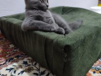 British shorthair yavrularımıza sıcak bir yuva arıyoruz