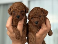 Teacup Aşılı Eğiitimli Premıum Toy Poodle