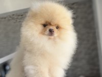 Show Kalite Tea Cup Pomeranian Yavrularımız