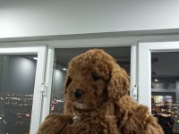 Toy poodle yavruları