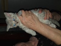 Saf Kan British Longhair Bebekler Rezerve