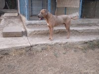 O bir alan koruma uzmanı cane corso