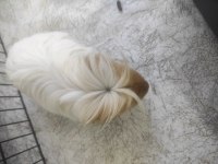 Guinea piglerime yuva arıyoruz