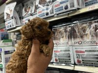 Türünün en güzel örneklerinden poodle yavrumuz