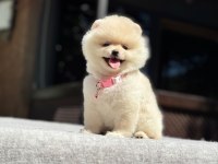 POMERANİAN BOO DİŞİ ERKEK YAVRULARIMIZ