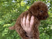SAFKAN KORE KAN UYGUN FİYAT SAĞLIK GARANTİSİ POODLE