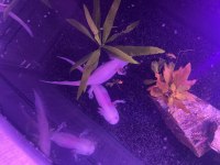 2 adet albino axalot 18-20 cm
