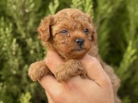 Yasal çiftlikten kurabiye tadında poodle yavrular