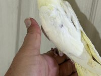 53 GÜNLÜK FUL EVCİL LUTİNO SULTAN PAPAĞANI BEBEK