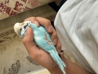 Jumbo çift muhabbet kuşu