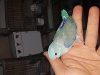Forpus papağanı yavru kuşlar