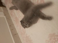 1 yaşındaki scottish fold kızımızı çiftleştirmek istiyoruz
