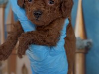 Red brown Kore toy poodle