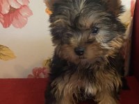 Safkan sıfır numara yorkshire terrier köpekler