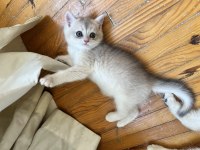 2 aylık dünya tatlısı british shorthair bebekler
