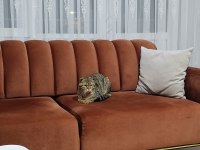 Scottish fold 1,5 yaşında