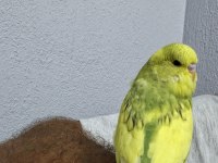 40 günlük sarı limon ele kola alışık evcil muhabbet kuşu