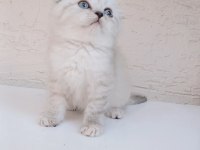 Safkan top kafa sıfır kulak scottish fold yavrular