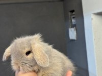 Hollanda mini ve cüce tavşan yavrular gönderilir