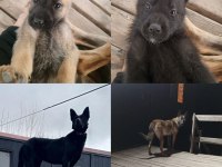 8 Adet Safkan Belçika Kurdu Yavruları