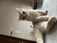 British shorthair 5 aylık