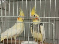 Pied erkek lutino dişi sultan papağanı