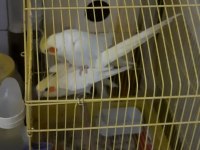 Hazır Takım Sultan Papağanı