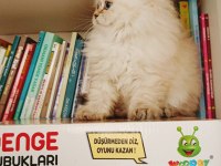 2 aylık güzeller güzeli scottish straight yavrular