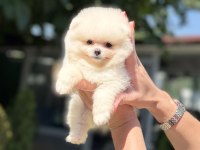 POMERANİAN BOO DİŞİ KÖPEĞİMİZ