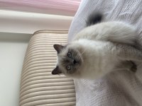 Blue Point British Longhair