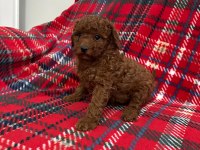 Orijinal Toy Poodle Yavrular Yalova