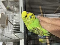 Bebek muhabbet kuşu