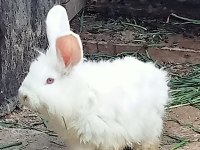 Tavşanlar