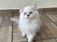 Sevgi dolu yakışıklı british longhair oğlumuz