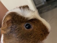 1.5 yaşında guinea pigim