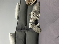 SCOTTİSH FOLD YAVRU KEDİLERİMİZ