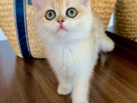 Safkan British Shorthair Golden dişi yavru
