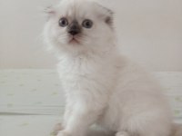 Uyguna Brittish Longhair Acil 2 Aylık Dişi