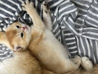 British shorthair ny 12 dişi full şecereli