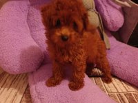Toy poodle dişi