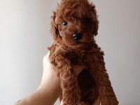Safkan Red Brown Toy Poodle Yavrular Üst Kalite