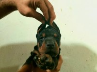 Kif a secereli yurtlarından gelme doberman damizliklar